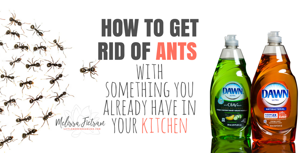 How to get rid of ants with something you already have in your kitchen